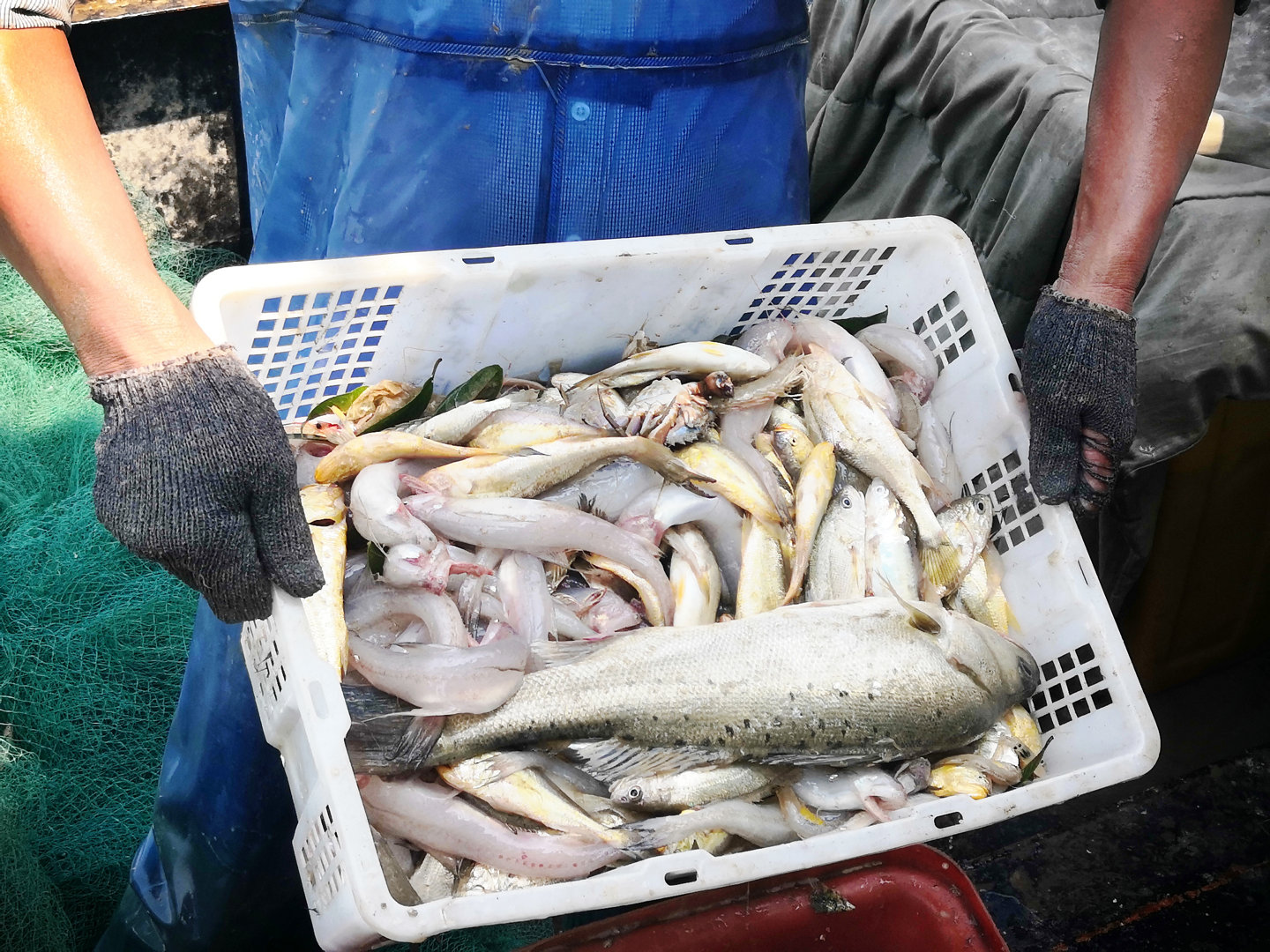 有口福2019咸祥海鲜节之探鲜之旅启程了