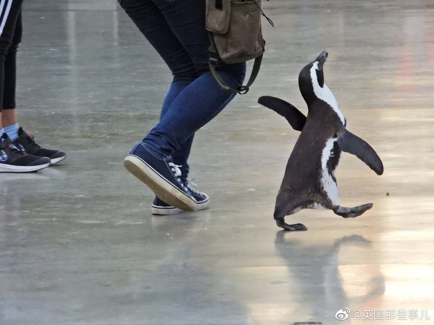 静冈县挂川花鸟园里,一只小企鹅走路的欢快感