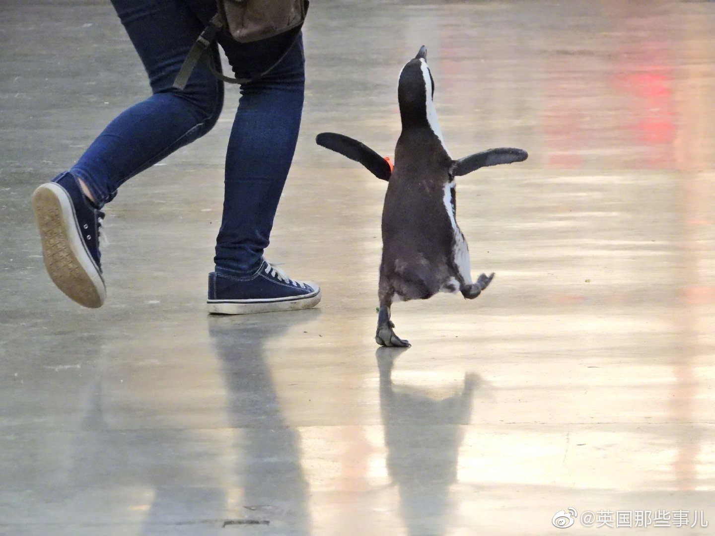 静冈县挂川花鸟园里,一只小企鹅走路的欢快感