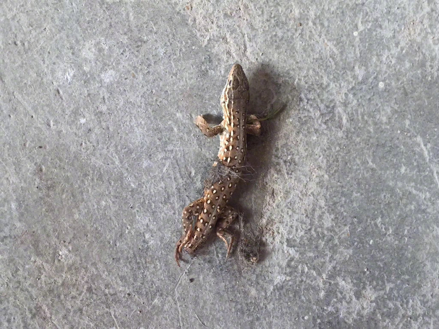 网友投稿:二哈吃了一只这样的毒虫,吐了,晕过去了,太狠了