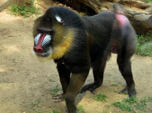 它是世界上体型最大的猴子 能跟花豹一较高下