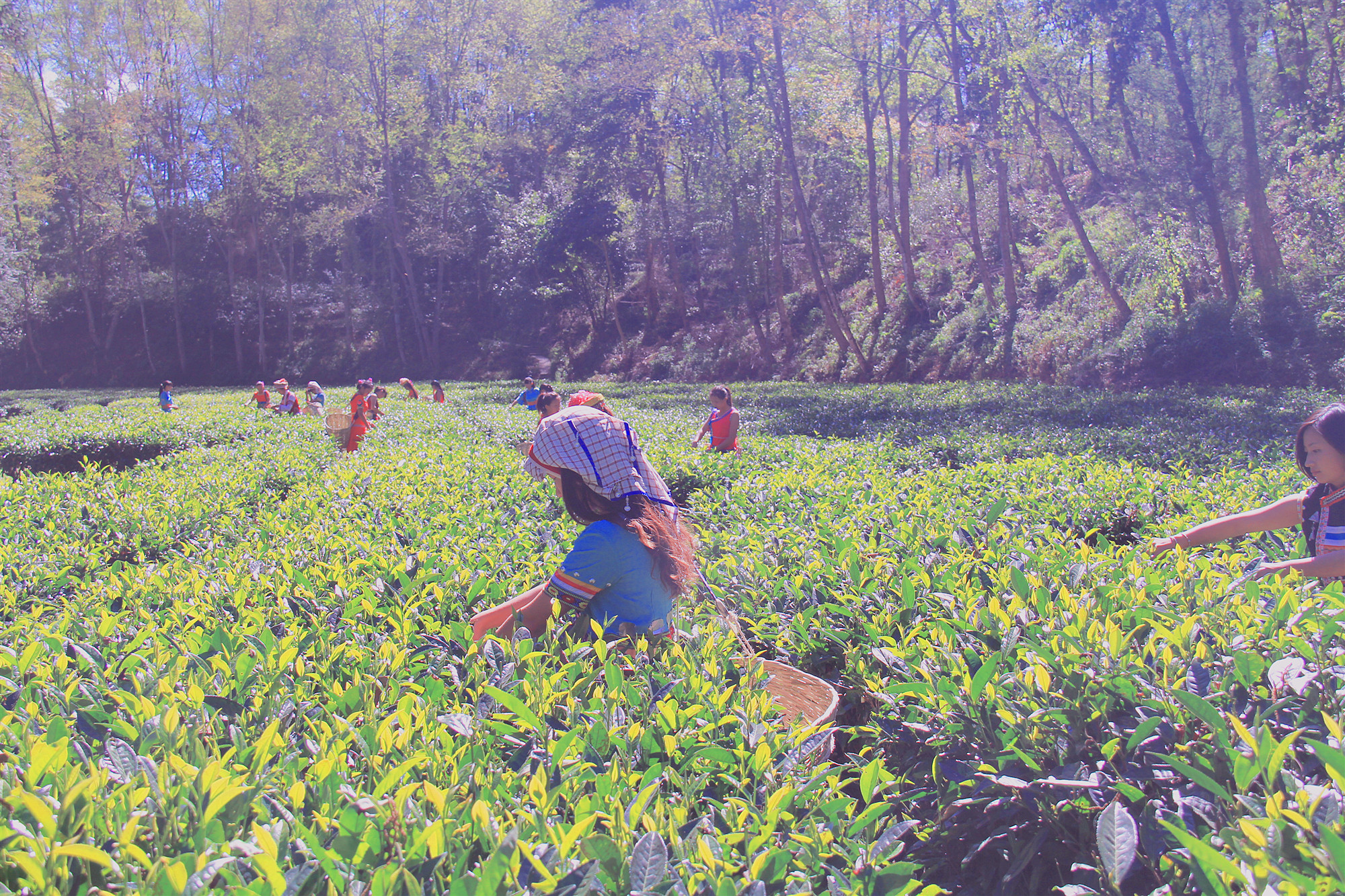 茶旅融合 扮靓家园 在这个春天到云南凤庆县旅游采茶去