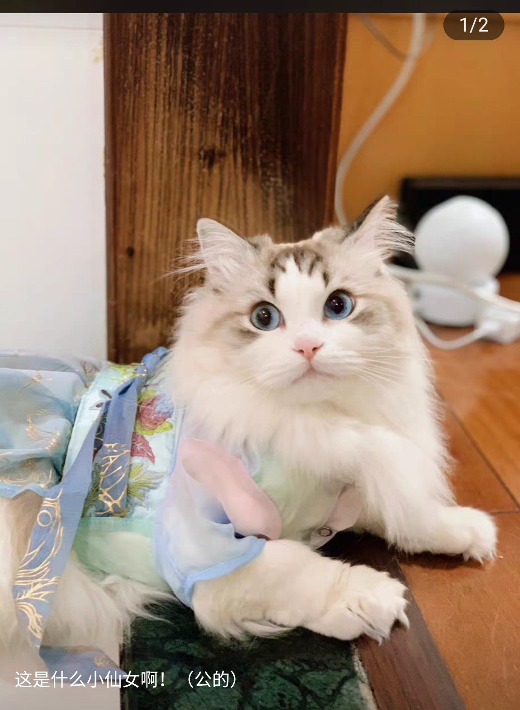 人靠衣装 猫也能靠衣装 穿上好看的衣服果然仙气满满 人靠衣装 猫也能靠衣装 穿上好看的衣服果然仙气满满