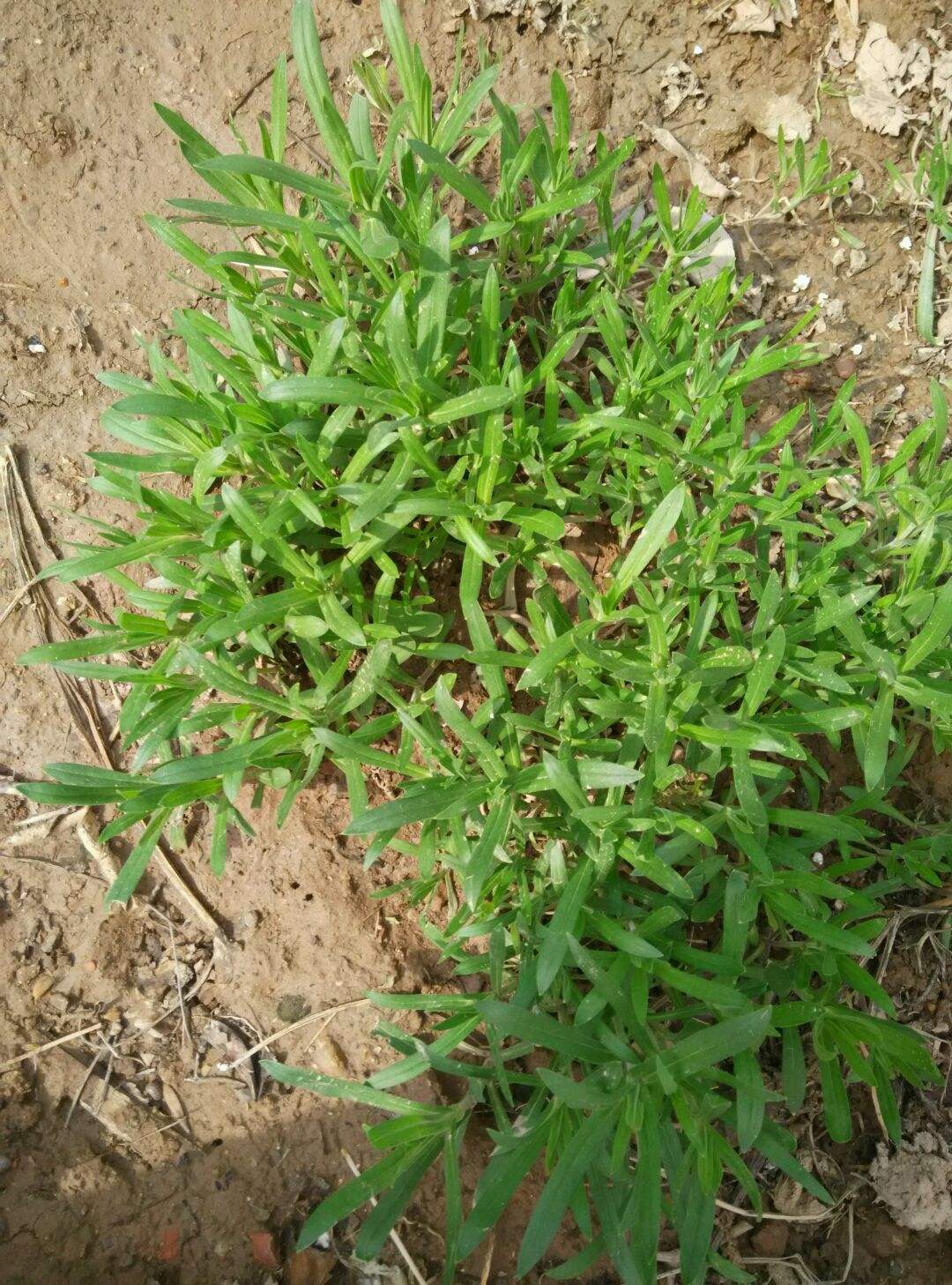 长在麦田里的"面条菜",过去被当作害草除掉,现在却成特色菜