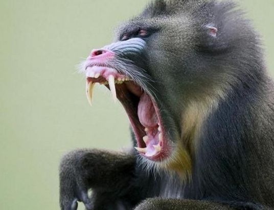 它是世界上体型最大的猴子 能跟花豹一较高下