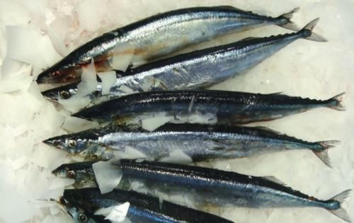 看到这3种鱼可以多买点,没法养殖只有野生的|秋刀鱼|种鱼|巴浪鱼_新浪