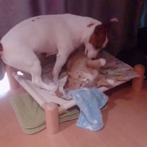 狗子 打又打不过你 那就不要怪我了