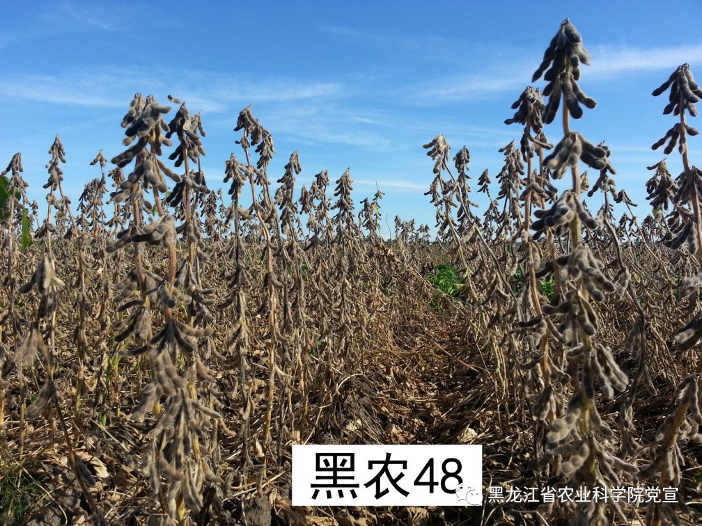 黑龙江省农业科学院优良品种展播--黑农48号大豆|大
