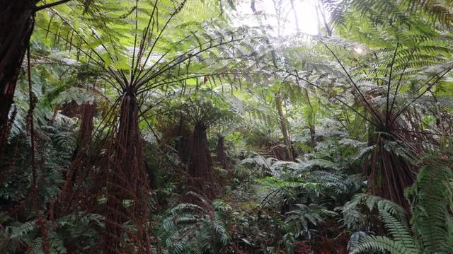 宜宾又添一处4a景区!半小时车程,带你穿越"热带雨林"!|仙女潭|宜宾|红