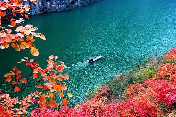 三峽紅葉惹人醉,從11月開始觀賞期達3個月,美麗景色宛如天然畫