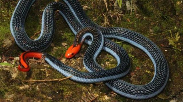 冰火蛇是什么蛇它有毒性吗