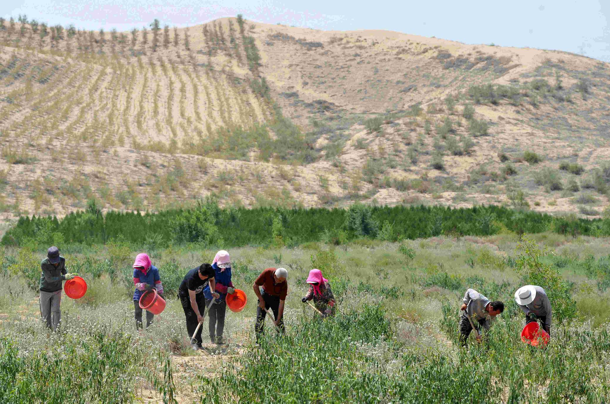 很多沙漠地区的沙漠化会扩大,这也就迫使人们必须治理沙漠
