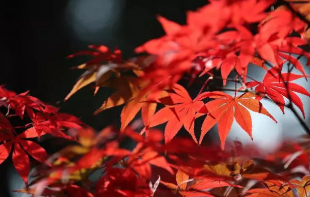 赏红叶去哪里 天津周边这些地方正当红
