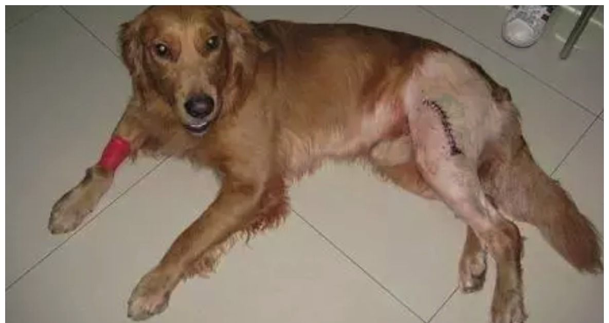 狗狗一身血迹,家长以为孩子遭遇不测了,检查后泣不成声:忠犬