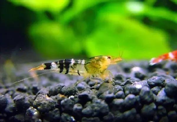 蜜蜂虾大和藻虾瘦虾日本藻虾浙江米虾钻石虾虎纹虾琉球新米虾红金背米