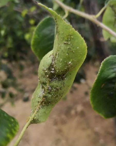 梨木虱防不住?技术告诉怎么用药效果好