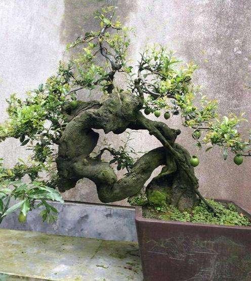 1种盆景,人称老桩金弹子,养越久越贵,都当传家宝养,我就养了