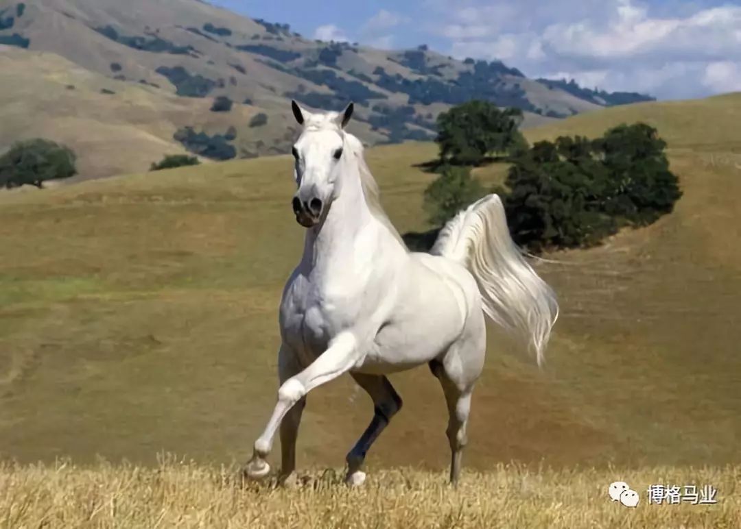 你知道河曲马吗?