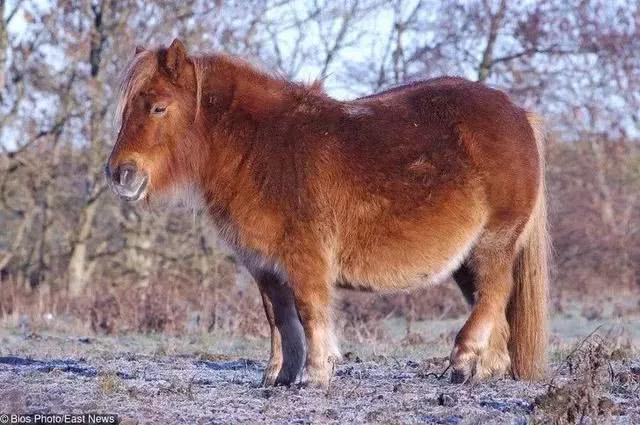 世界上那些各种动物怀孕照:变化实在大,估计很多你都没见过!