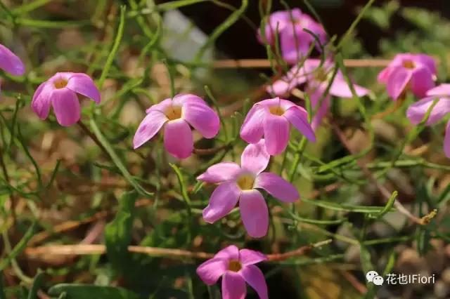 細葉香花酢