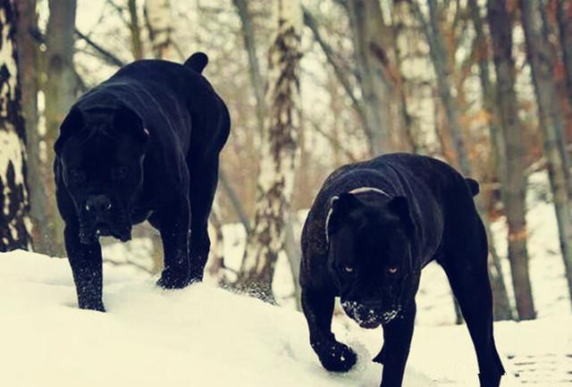 封千年的古罗马战犬曾是权利和地位的象征如今揭开神秘面纱