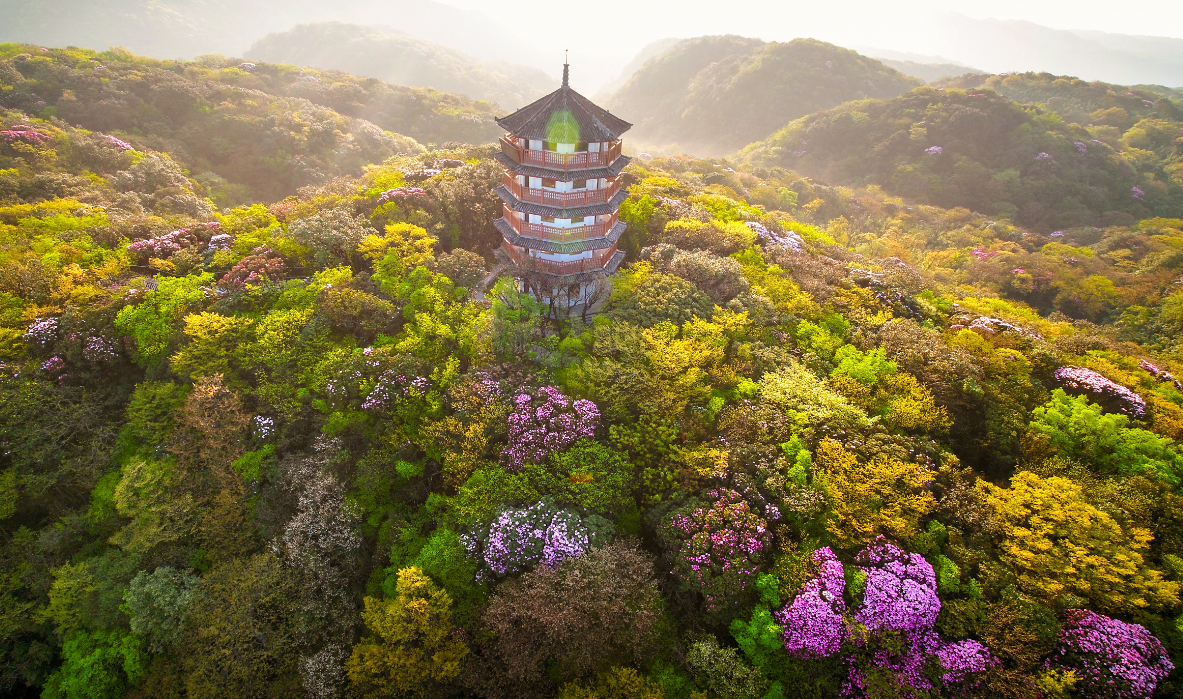 五一金佛山 北坡杜鹃花正艳@中国摄影师联盟 @微相册 @金佛山旅游 @南