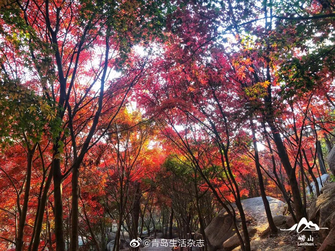 醉入崂山秋 我想陪你淋一场红叶雨