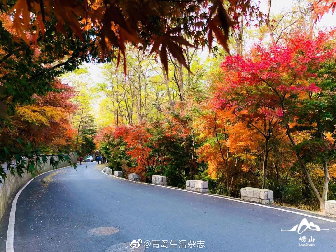 醉入崂山秋 我想陪你淋一场红叶雨