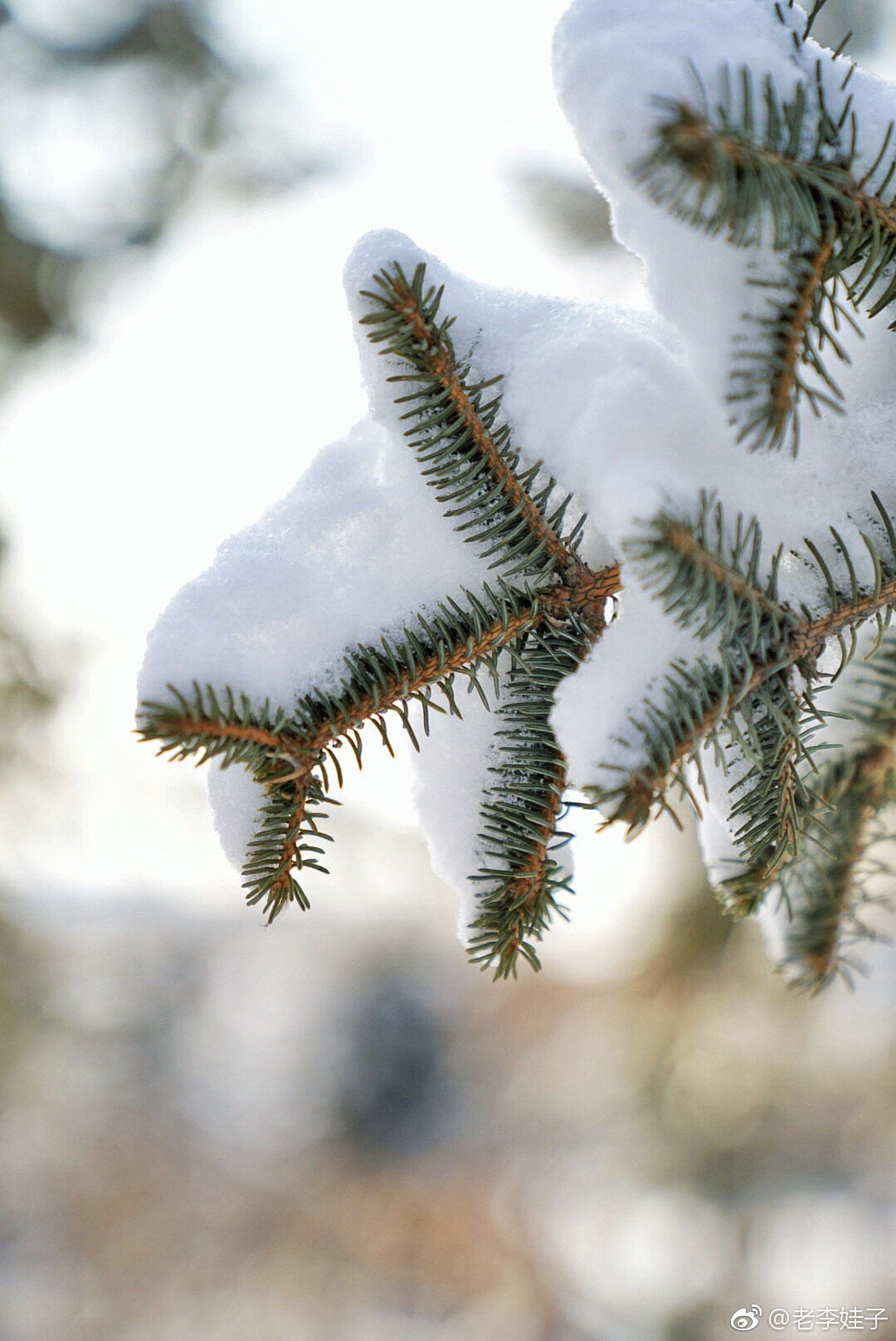 2018年冬季至今没有像样的雪,好期待过往常见的雪松