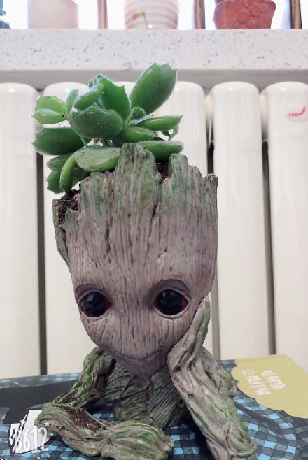 复联4里的树人格鲁特groot盆栽太可爱了吧买他买他买他