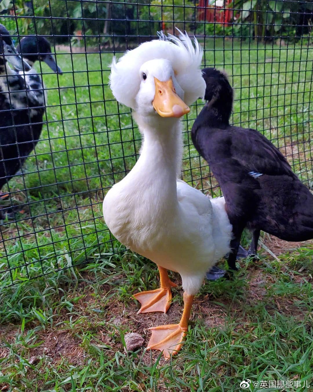 凤头鸭astrid发量逐渐浓密的过程好可爱鸭instuxbois