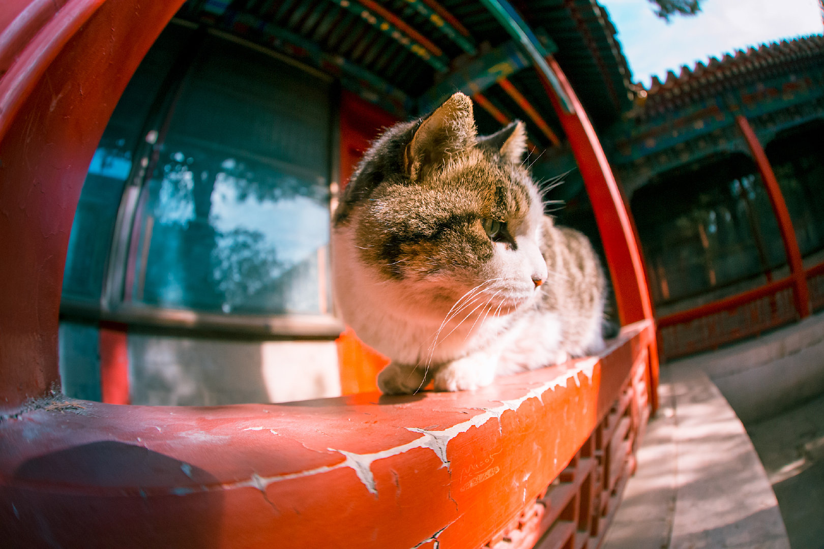 上周故宫小崽儿走了但御猫将永远活在我们的影像和记忆中