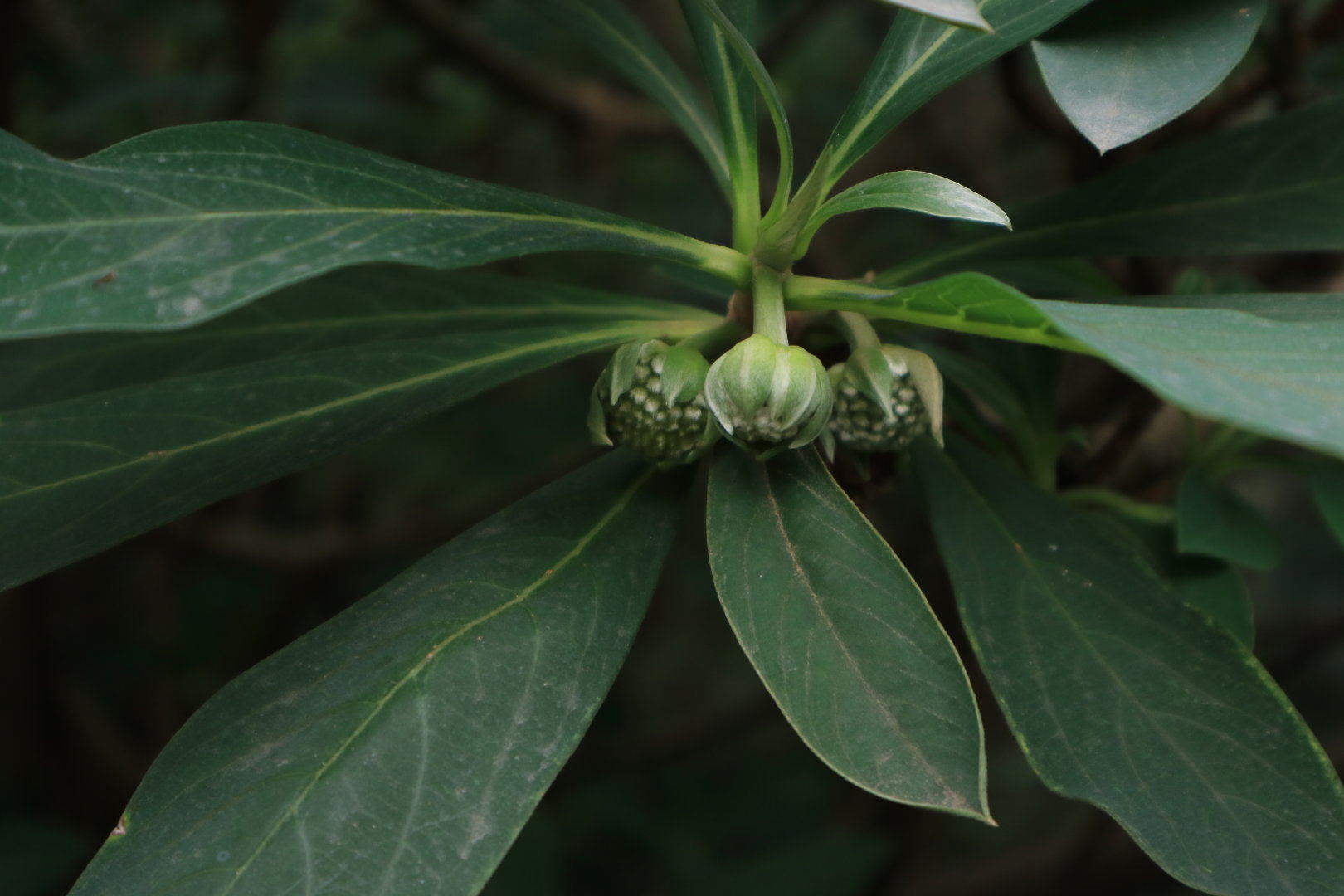 听说结香开了可我已经不想去拍了我感觉我已经拍完了他的一生