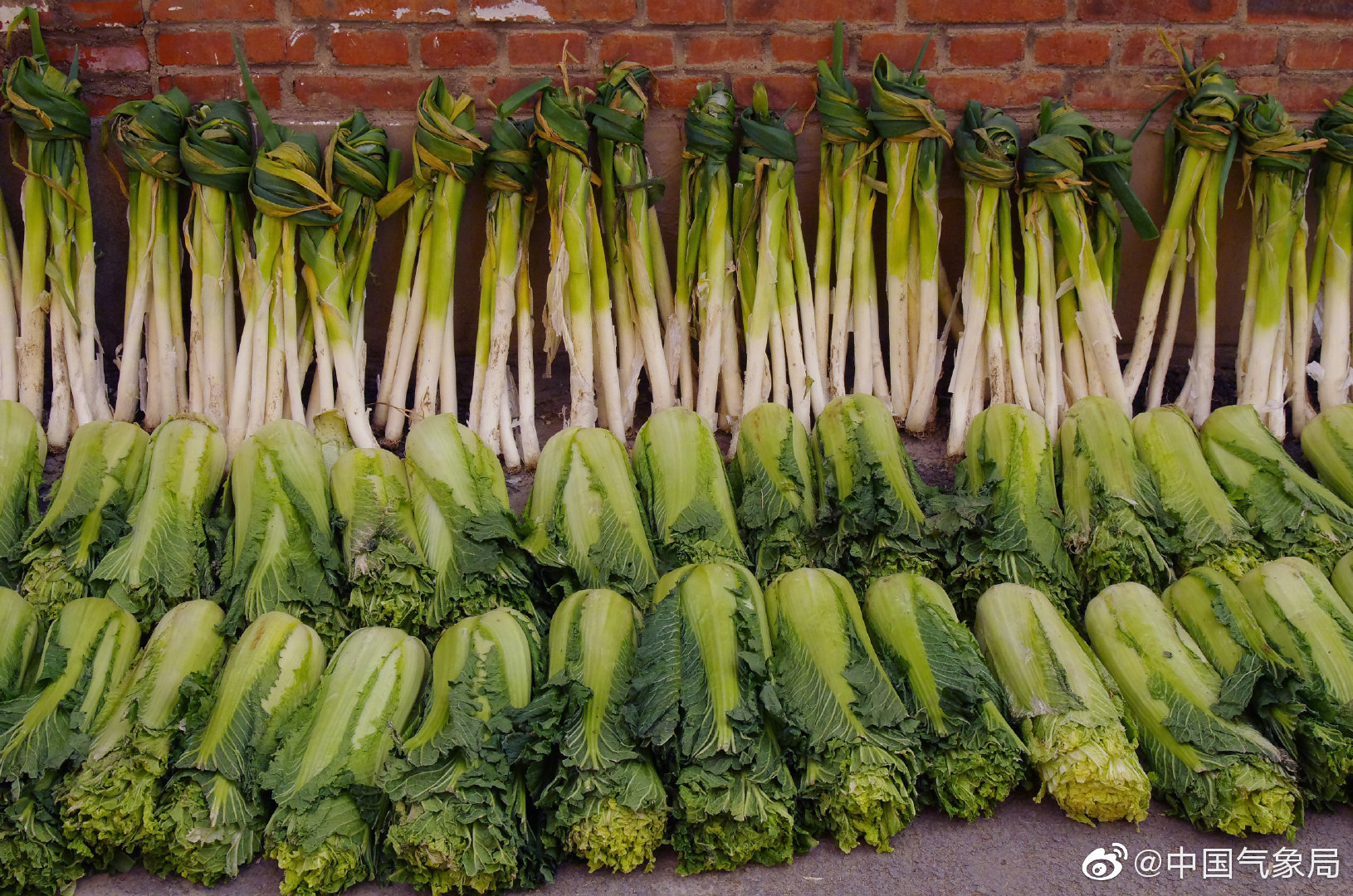 霜降至,"秋菜f4"开储