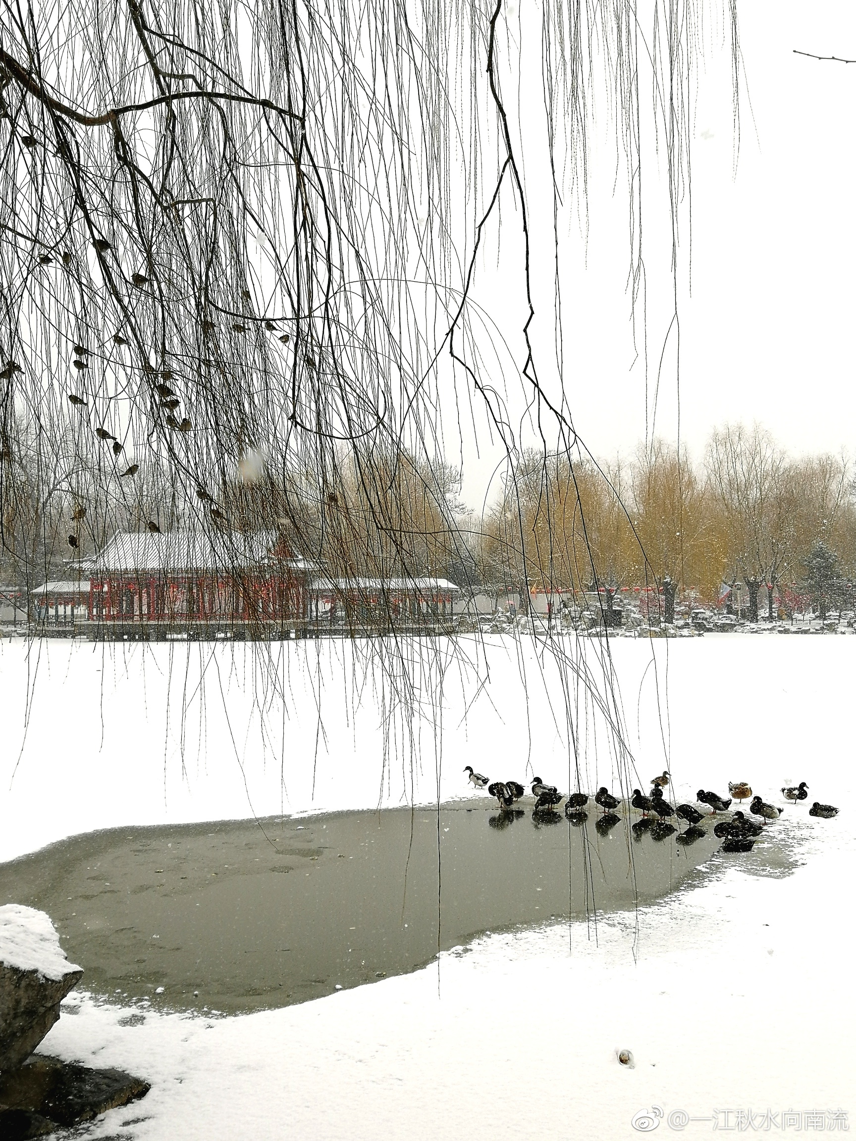 雪中大观园 一场雪景色变成了这样 美