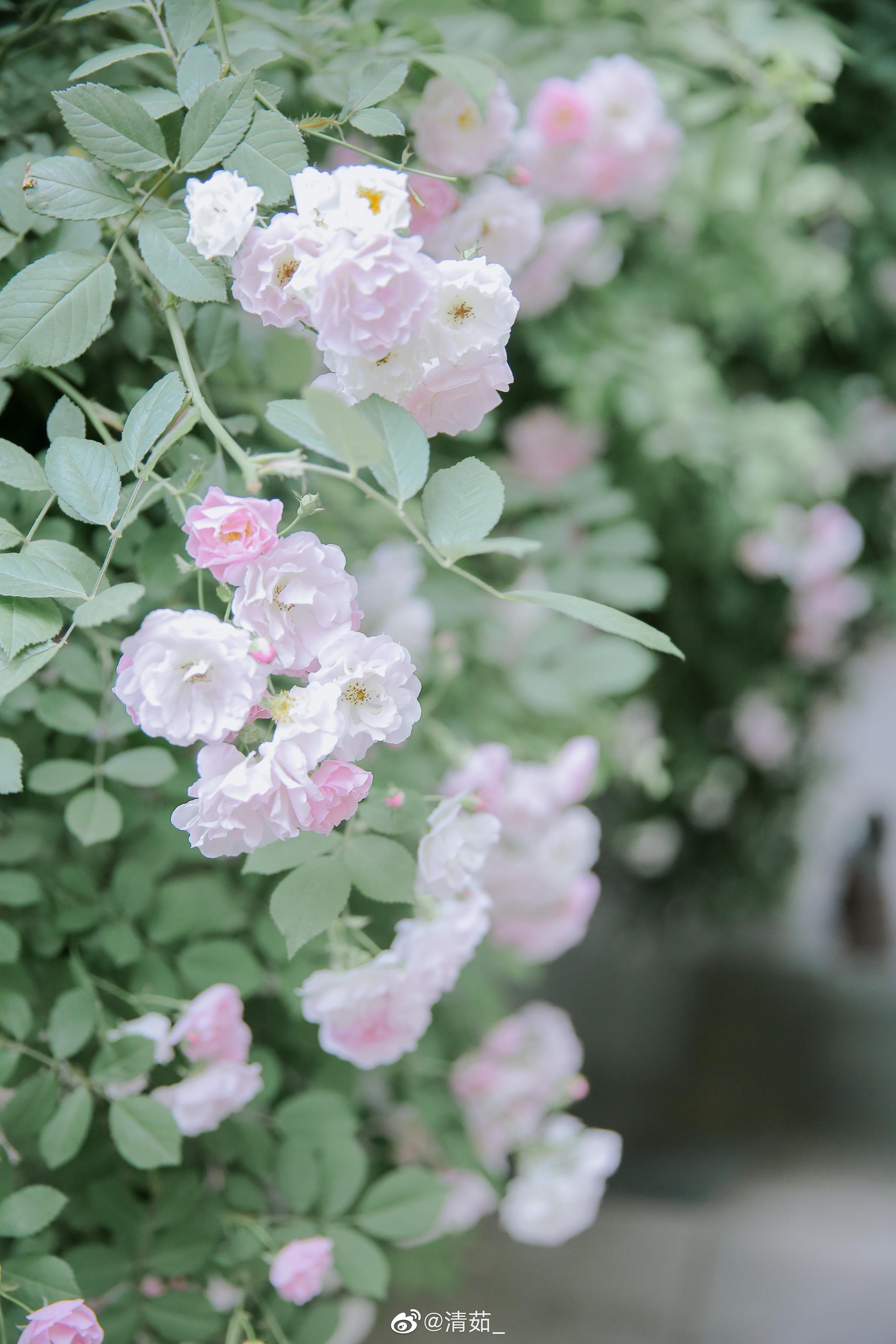 蔷薇花开啦 花期很短 还有要约的嘛