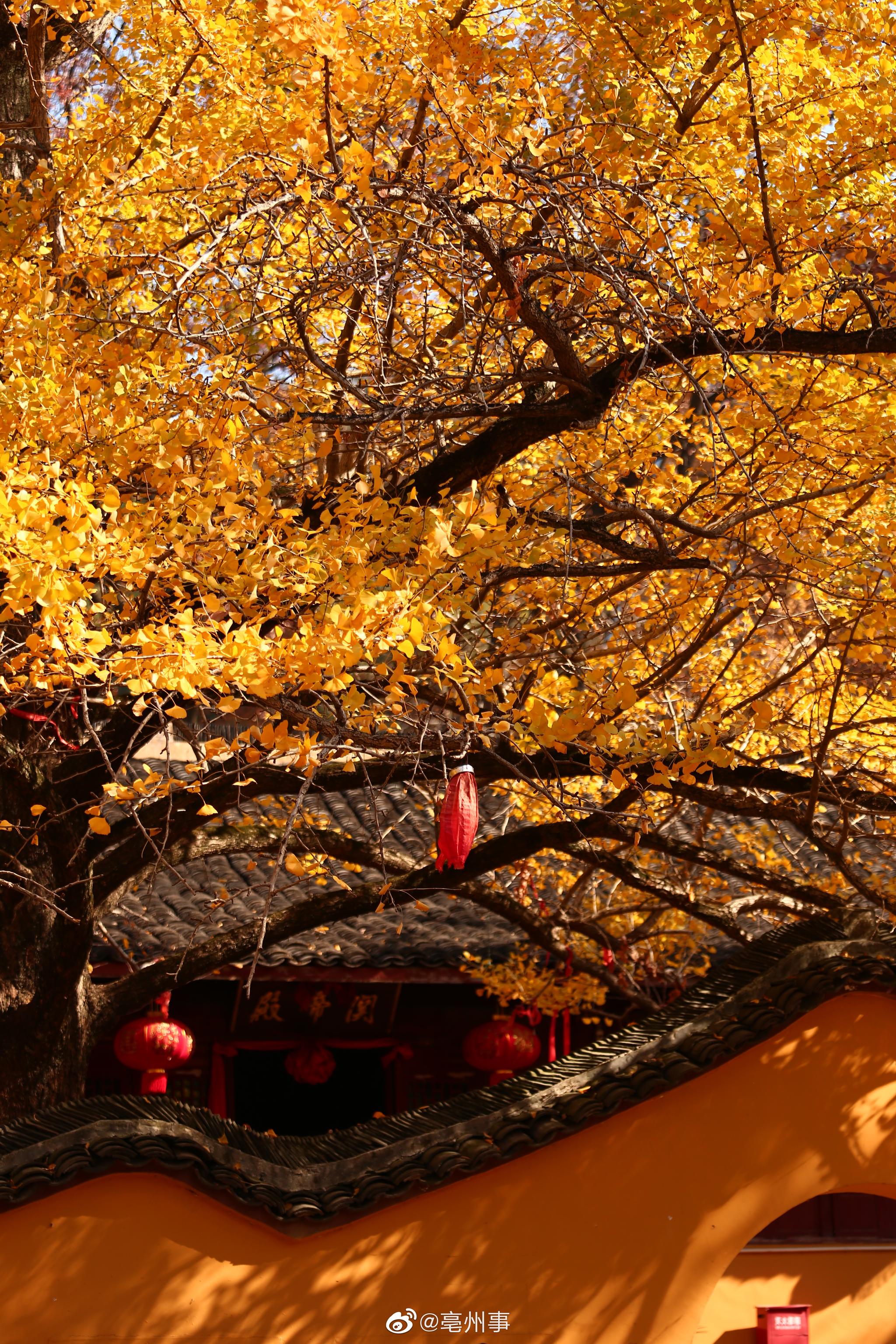 今天打卡湖州长兴十里银杏长廊