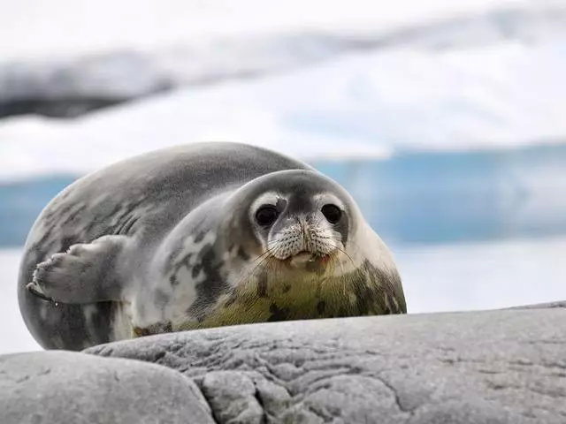 企鹅的天敌居然是它!|大自然|海豹|企鹅_新浪新闻