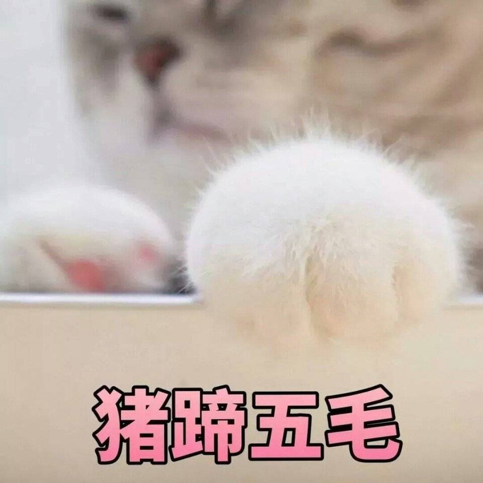 猪蹄…! 67表情包606:尽在掌握!略略略…!生无可恋!疑问?拍桌子!