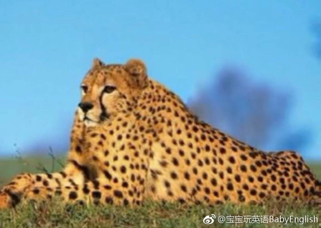 免费照片： 长颈鹿, 野生动物, 自然, 非洲, 野生, 动物, 草原