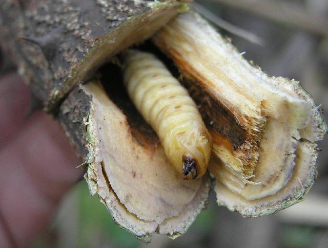 100元一条的虫子,只长在这种树里,很多家长买给孩子吃