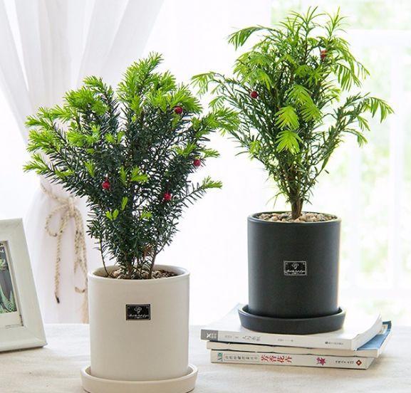新年养盆吉祥树天越冷越红火看着喜庆还比养花省心