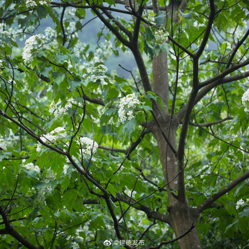 万亩千年桐花海绽放新安江畔