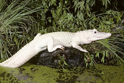 鳄鱼是我们非常熟悉的一种生物,它们浑身粗糙的皮肤,再加上那凶狠的