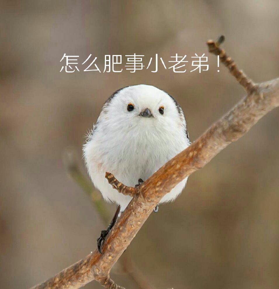 一组小肥啾表情包送上 67银喉