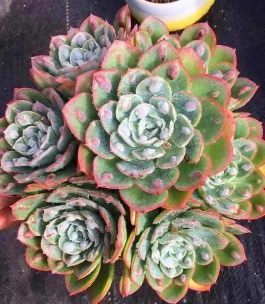 30种多肉老桩,个头大颜色还鲜艳,看完全都想搬回家!