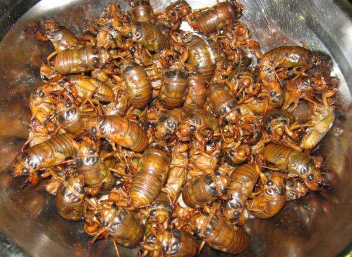 知了猴,看着吓人口味却让人欲罢不能,你们那儿都叫知了猴叫什么?