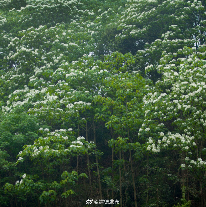 万亩千年桐花海绽放新安江畔