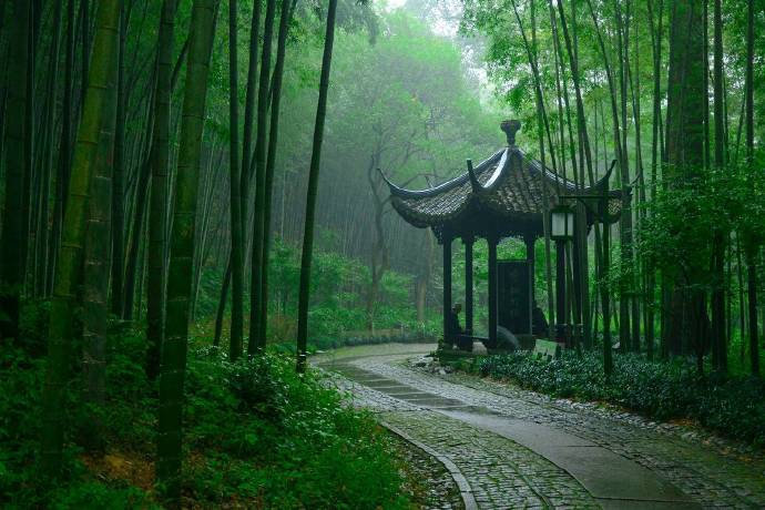 走在杭州云栖竹径幽幽竹林间，顿感暑气全无。“一径万竿绿参天|仙境|山溪_新浪新闻