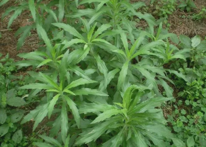 农村常见一种野草,嫩时喂猪牛,老了当柴烧,如今10元一斤!